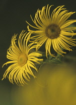 Inula, Inula hookeri.