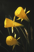 Daffodil, Petticoat daffodil, Meconopsis cambrica.