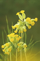 Cowslip, Primula veris.