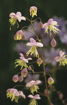 Meadow Rue, Thalictrum delavayi.