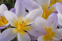 Crocus, Crocus 'Firefly'.