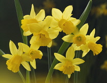 Daffodil, Narcissus.