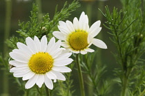 Chamomile, Chamaemelum nobile.