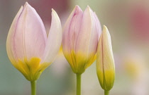 Tulip, Candia tulip 'Lilac Wonder', Tulipa saxatalis 'Lilac wonder'.