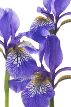 Iris, Iris sibirica 'Percy's Blue'.