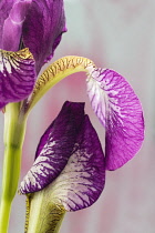 Iris, Iris sibirica 'Eric the Red'.