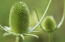 Teasel, Dipsacus fullonum.