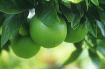 Guava, Psidium guajava.