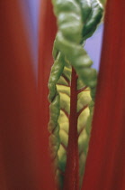 Swiss Chard, Beta vulgaris.