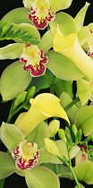 Orchid, Cymbidium.