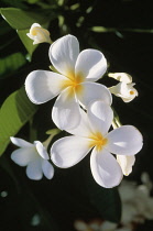 Frangipani, West Indian Jasmine, Monoi, Plumeria Alba.