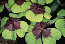 Luckyclover, Oxalis tetraphylla 'Iron Cross'.