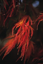 Japanese Maple, Acer palmatum dissectum atropurpureum.