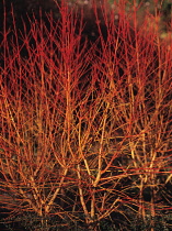 Dogwood, Cornus sanguinea 'Midwinter fire'.