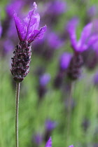 Lavender, French lavender, Lavandula stoechas.