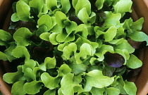 Lettuce, Lactuca sativa.