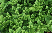 Mint, Spearmint, Mentha spicata.