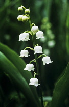 Lily-of-the-valley, Convallaria majalis.