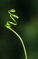 Bryony, Bryonia dioica.