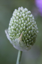 Allium, Allium sphaerocephalon.