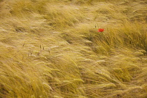 Barley, Hordeum.