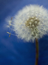 Dandelion clock, Taraxacum officinale.