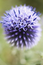 Globe Thistle, Echinops 'Veitch's blue'.