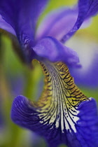 Iris, Iris delavayi.