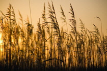 Reeds, Sedge, Phragmites australis.