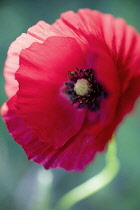 Poppy, Papaver rhoeas.