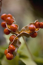 Iris, Stinking iris, Iris foetidissima.