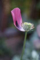 Poppy, Opium poppy, Papaver somniferum.