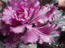 Cabbage, Ornamental cabbage, Brassica oleracea.