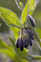 Comfrey, Symphytum officinale.