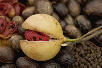 Nutmeg, Mace, Myristica fragrans.