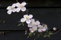 Clematis, Clematis montana 'Elizabeth'.