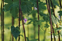 Morning Glory, Ipomoea.