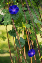 Morning Glory, Ipomoea.