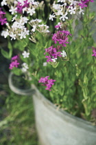 Catchfly, Silene armeria.