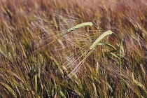 Barley, Hordeum vulgare.