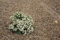 Sea-kale, Crambe maritima.