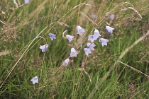 Harebell, Campanula rotundifolia.