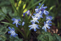 Glory-of-the-snow, Chionodoxa forbesii 'Blue Giant'.