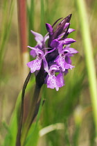 Orchid, Marsh Orchid, Dactylorhiza traunsteineri.