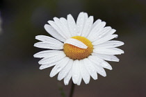 Daisy, Ox-eye daisy, Leucanthemum vulgare.