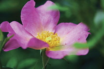 Rose, Wild rose, Dog rose, Rosa 'Summer breeze'.