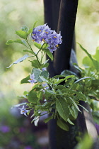 Chileanpotatotree, Solanum crispum 'Glasnevin'.