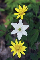 Lessercelandine, Ranunculus ficaria.