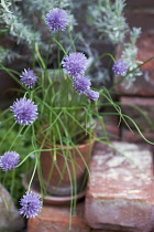 Chive, Allium schoenoprasum.