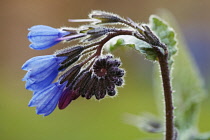 Comfrey, Symphytum caucasicum.